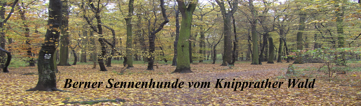 vom-Knipprather-Wald